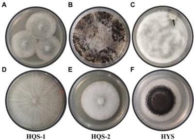 Two Pathogenic Fungi Isolated From Chalkbrood Samples and Honey Bee Viruses They Carried